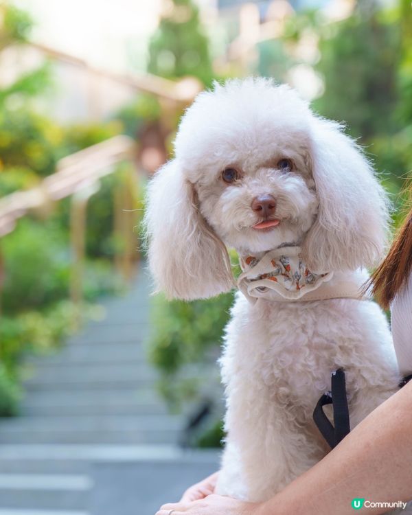 小清新🌿寵物友善日系Cafe探店☕️