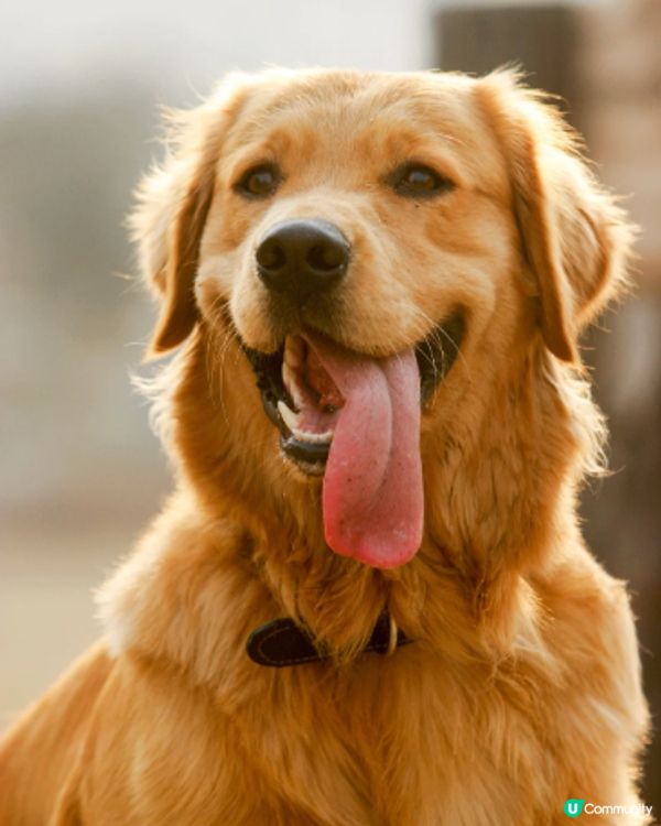 張嘴笑嘅時候，好似係細碼版嘅恐龍。#主子lamlam脷