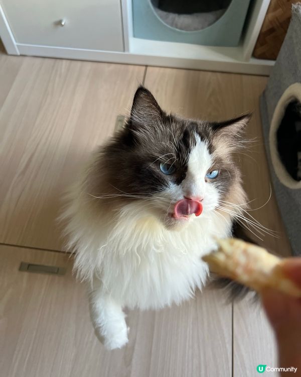 睇下禾食蝦🤤