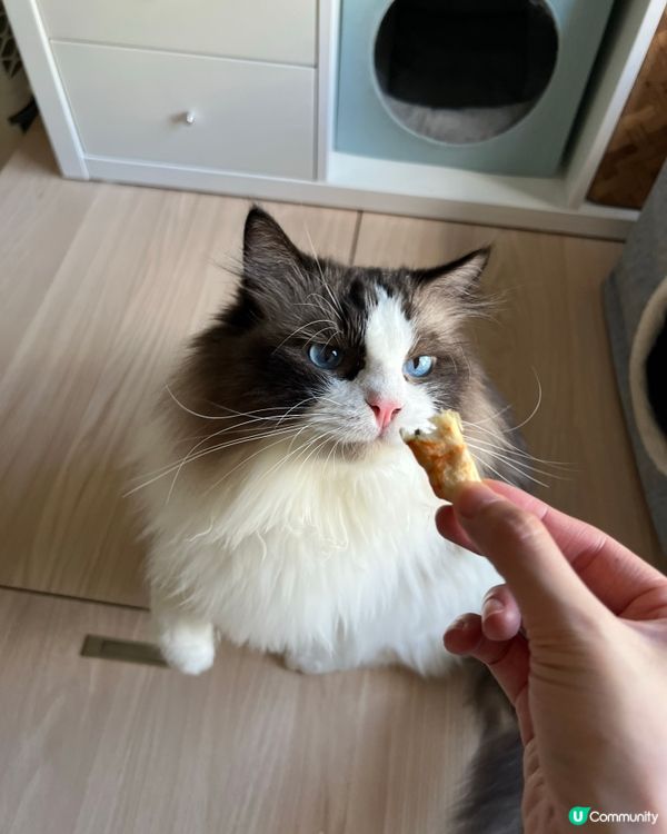 睇下禾食蝦🤤
