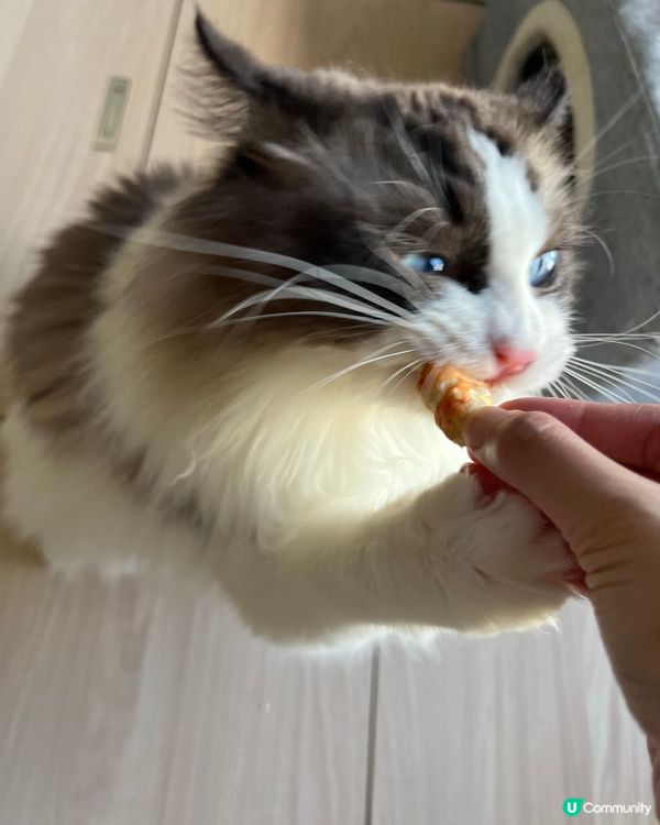 睇下禾食蝦🤤