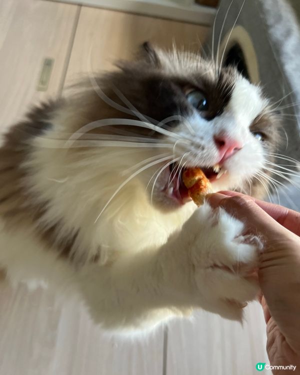 睇下禾食蝦🤤