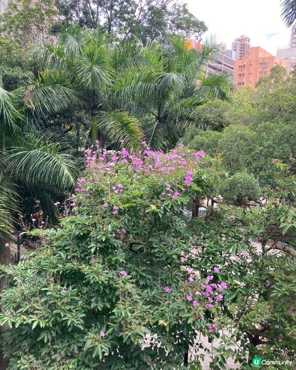 愛上元朗的原因