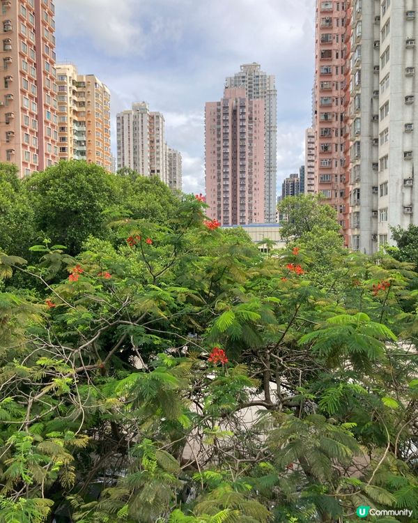 愛上元朗的原因