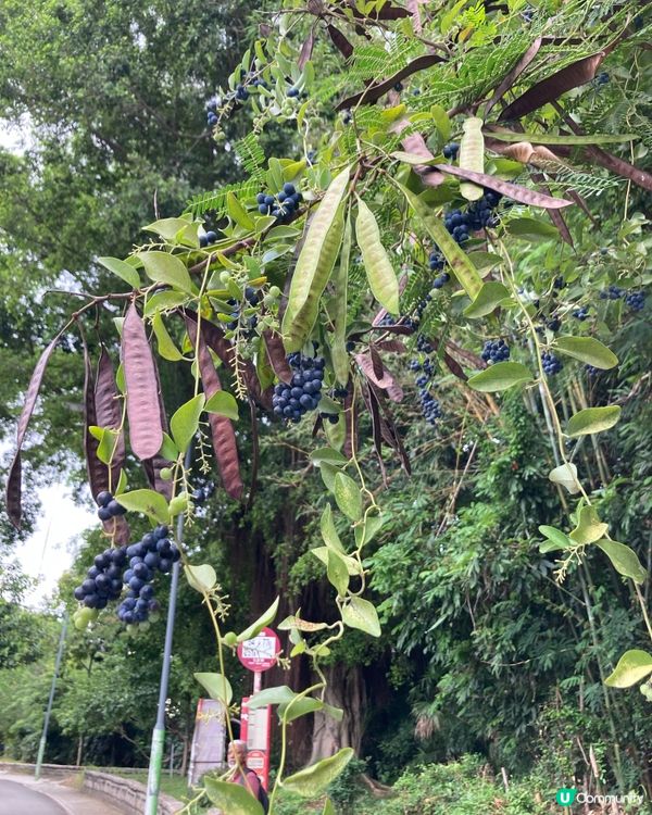 愛上元朗的原因