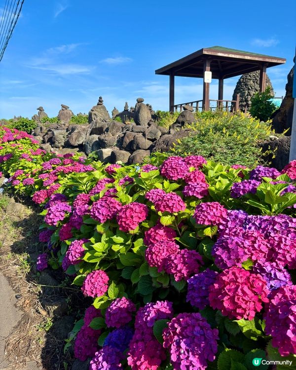 濟州牛島！🏖️ 與世無爭的島嶼慢活之旅～
