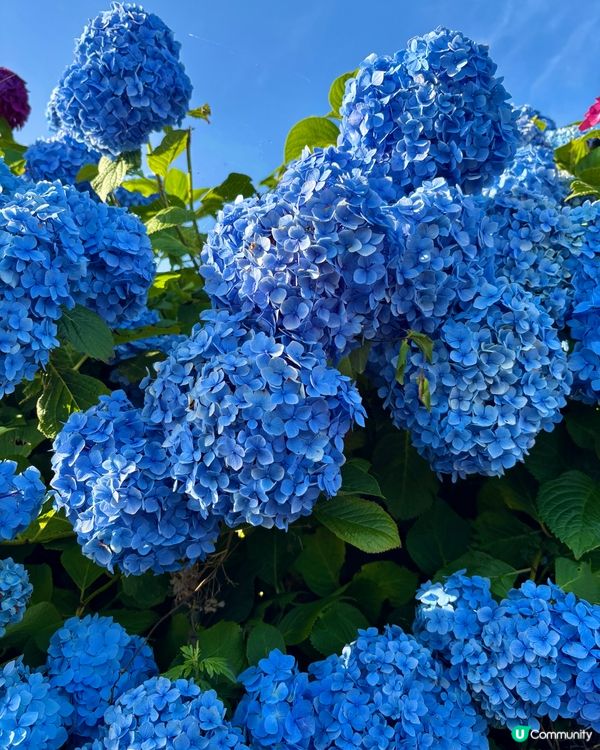 濟州牛島！🏖️ 與世無爭的島嶼慢活之旅～