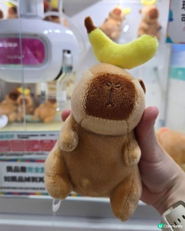 💦水豚會否令你聯想起某人?