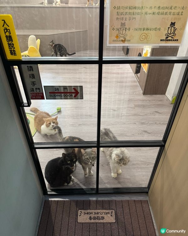 Cat Cafe in Macau