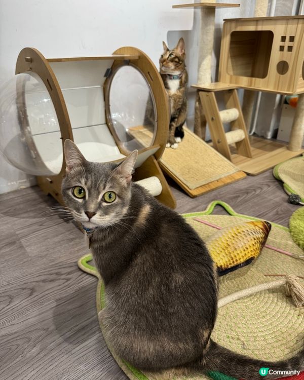 Cat Cafe in Macau
