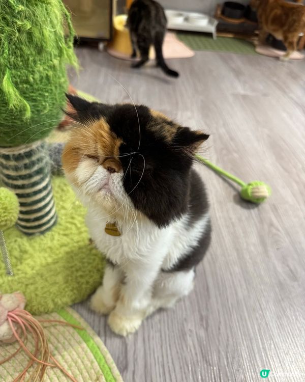 Cat Cafe in Macau