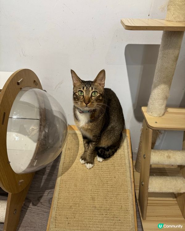 Cat Cafe in Macau