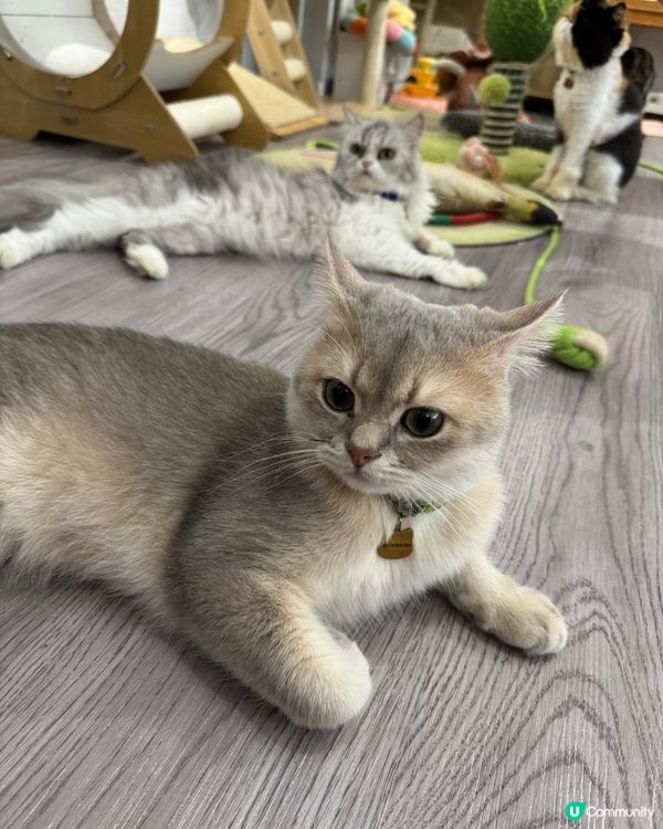 Cat Cafe in Macau