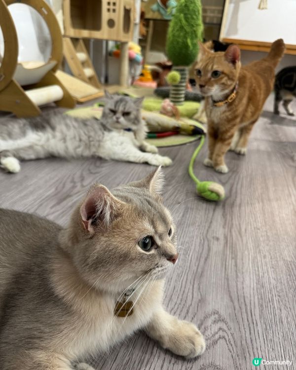 Cat Cafe in Macau