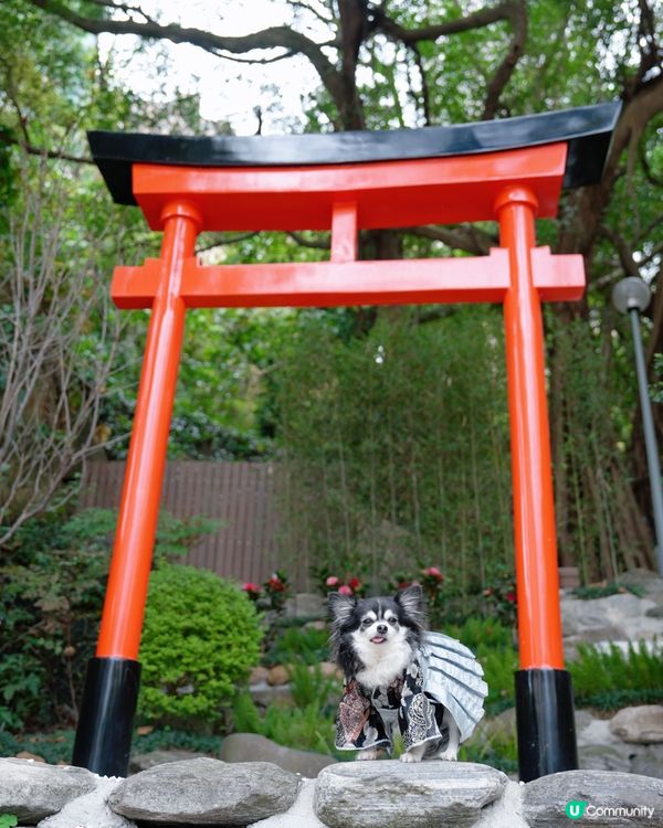 天后隱世鳥居⛩️