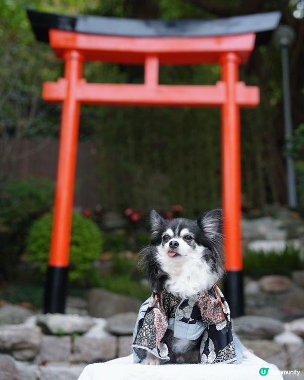 天后隱世鳥居⛩️