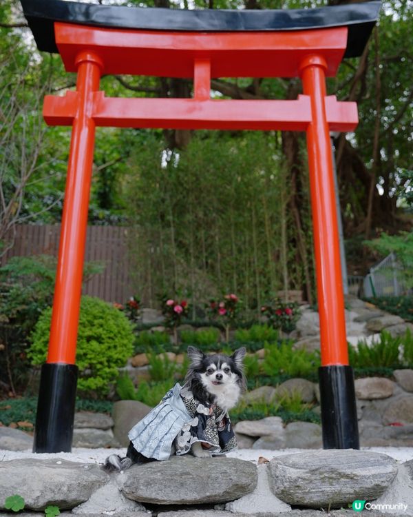 天后隱世鳥居⛩️