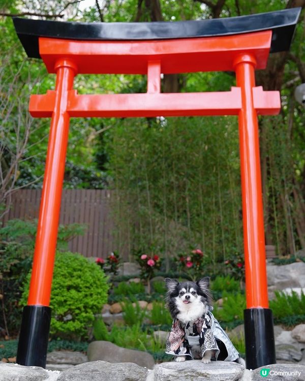 天后隱世鳥居⛩️