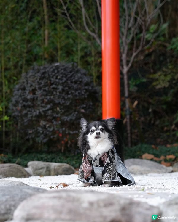 天后隱世鳥居⛩️