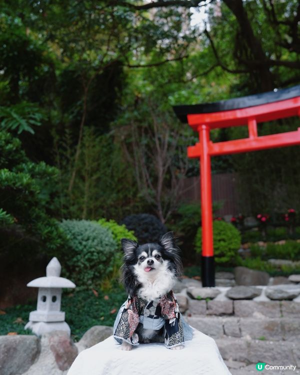 天后隱世鳥居⛩️