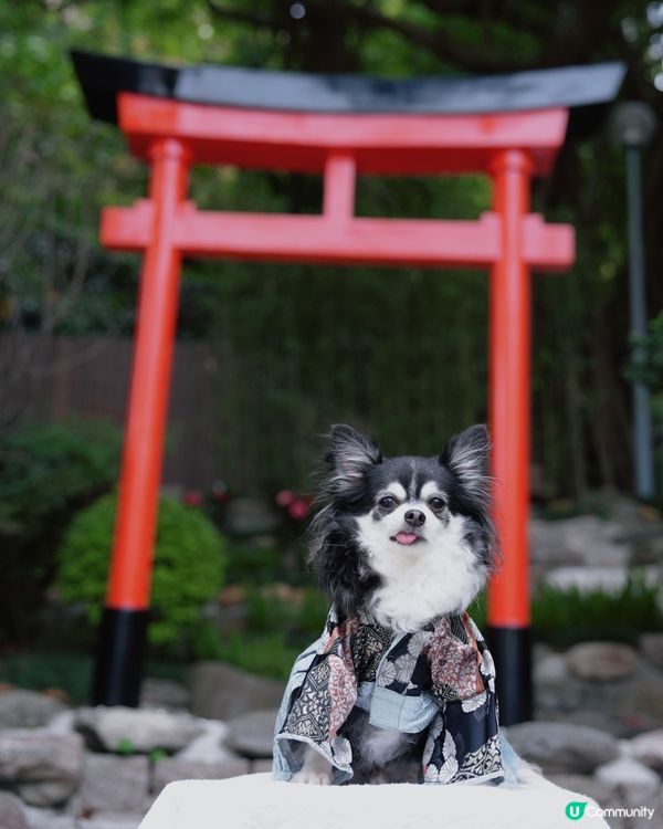 天后隱世鳥居⛩️