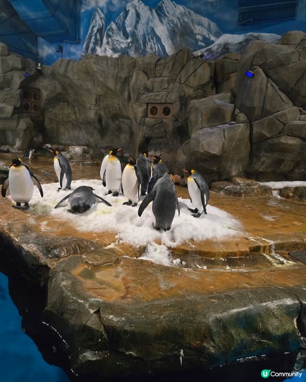 海洋公園之旅，香港人的後花園！