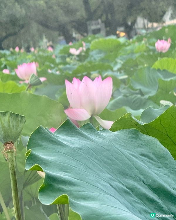 深圳洪湖公園荷花展🌸 免費打卡📸