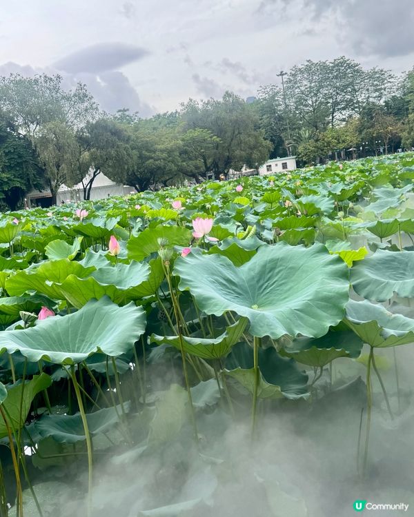 深圳洪湖公園荷花展🌸 免費打卡📸