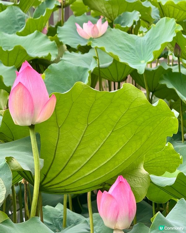 深圳洪湖公園荷花展🌸 免費打卡📸