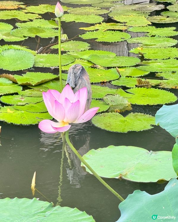 深圳洪湖公園荷花展🌸 免費打卡📸