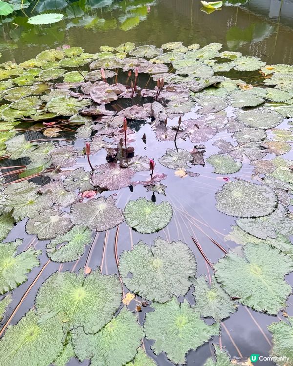 深圳洪湖公園荷花展🌸 免費打卡📸