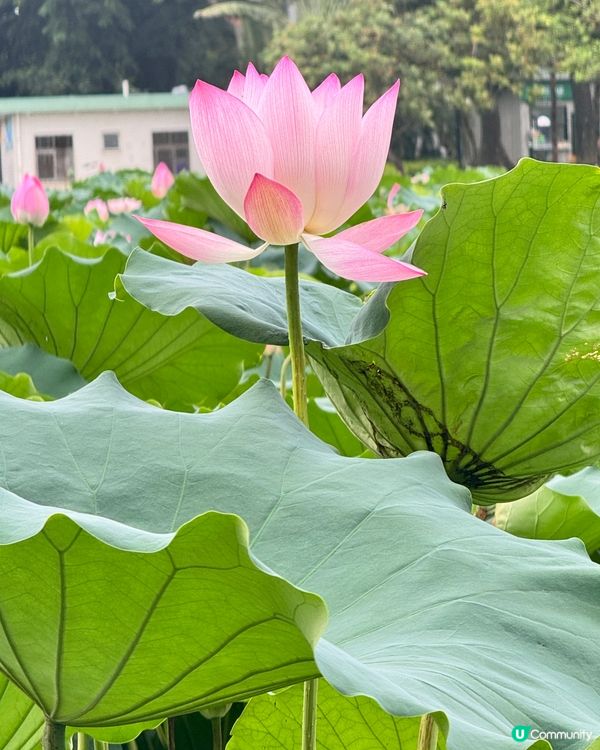 深圳洪湖公園荷花展🌸 免費打卡📸