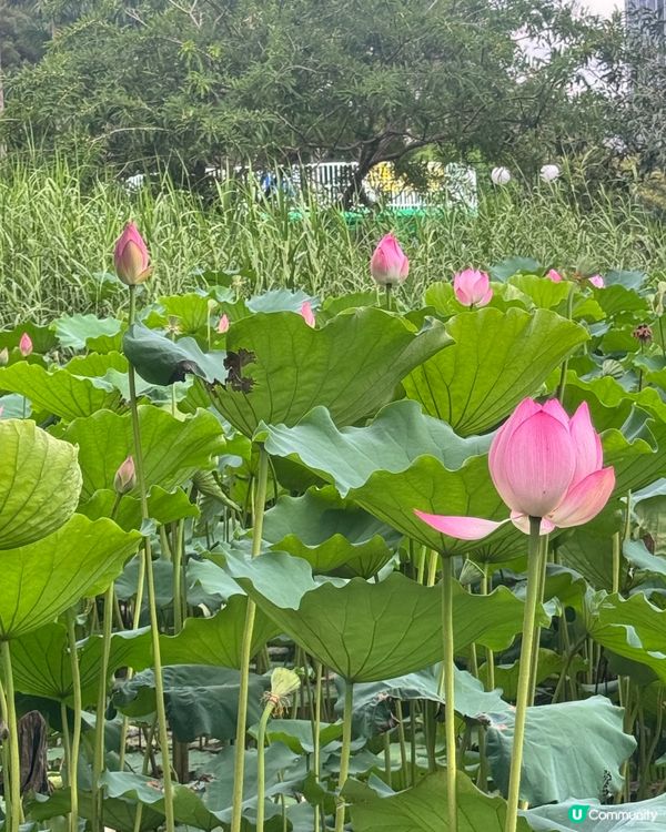 深圳洪湖公園荷花展🌸 免費打卡📸