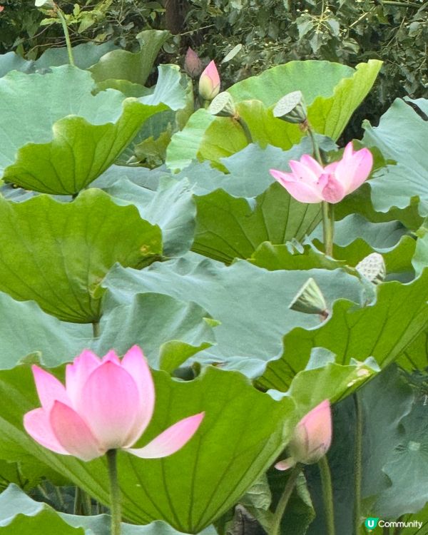 深圳洪湖公園荷花展🌸 免費打卡📸