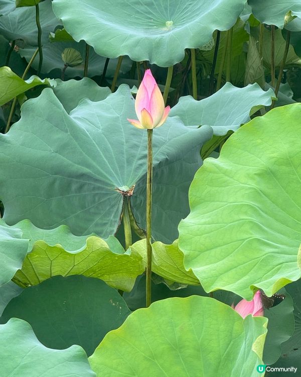 深圳洪湖公園荷花展🌸 免費打卡📸