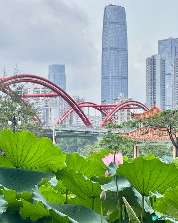 深圳洪湖公園荷花展🌸 免費打卡📸
