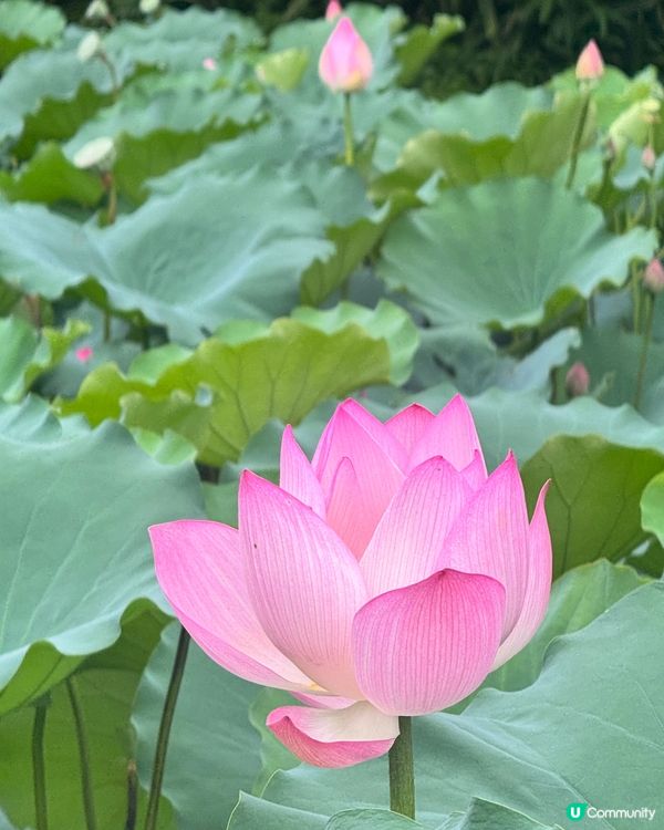 深圳洪湖公園荷花展🌸 免費打卡📸