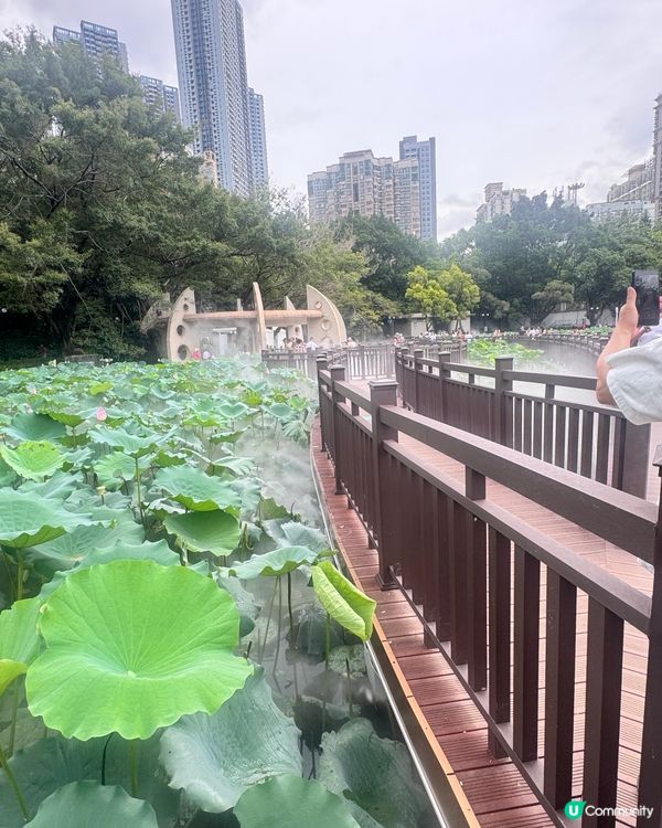 深圳洪湖公園荷花展🌸 免費打卡📸