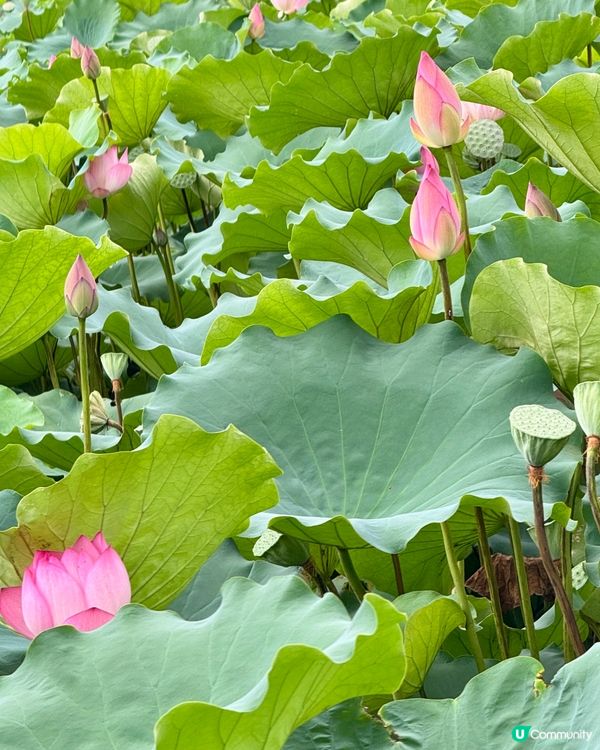 深圳洪湖公園荷花展🌸 免費打卡📸