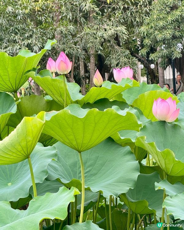深圳洪湖公園荷花展🌸 免費打卡📸