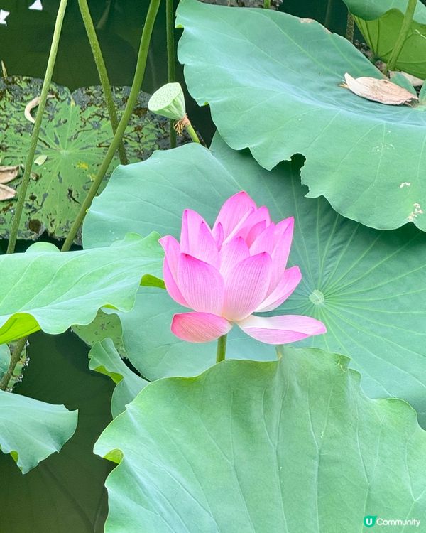 深圳洪湖公園荷花展🌸 免費打卡📸