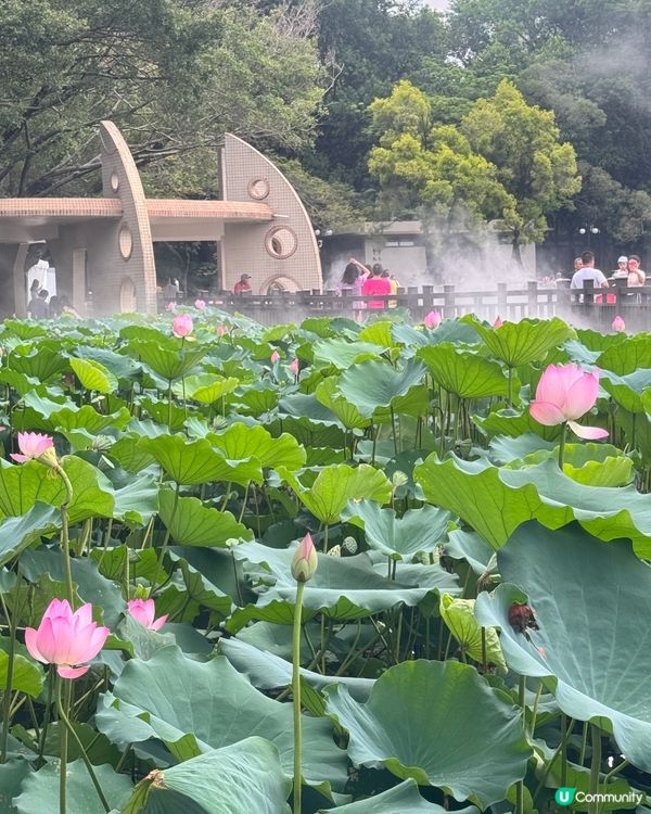 深圳洪湖公園荷花展🌸 免費打卡📸