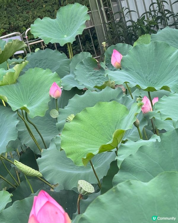 深圳洪湖公園荷花展🌸 免費打卡📸