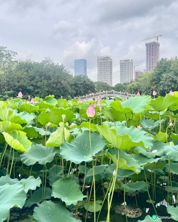 深圳洪湖公園荷花展🌸 免費打卡📸