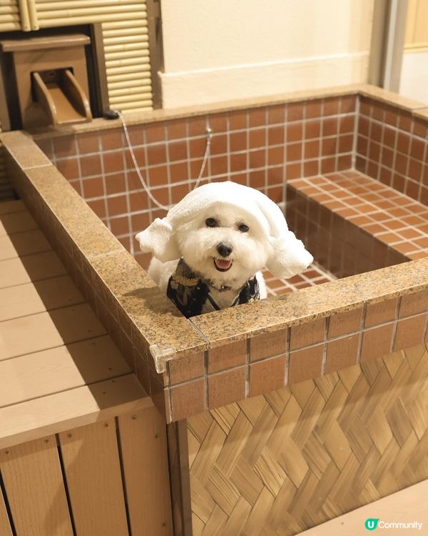 帶狗浸溫泉♨️！大阪酒店推介！🐶💖