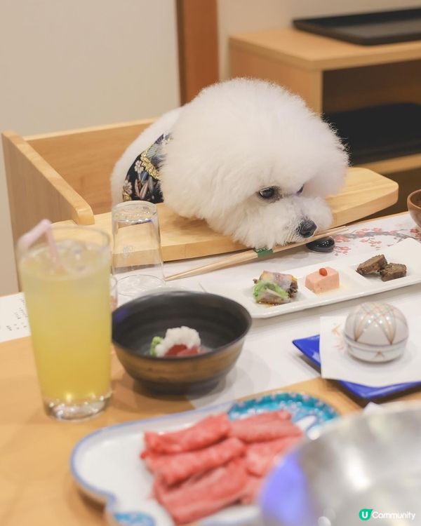 日本寵物酒店超正！一泊兩食🤤！