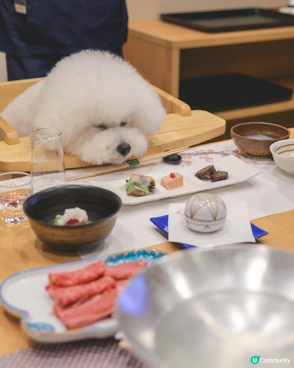 日本寵物酒店超正！一泊兩食🤤！