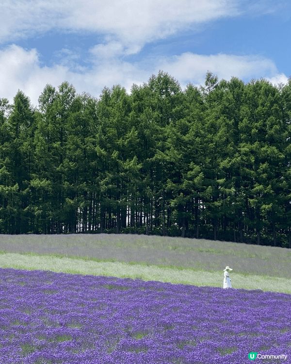 《北海道富良野花海》靚到窒息！😍🌸
