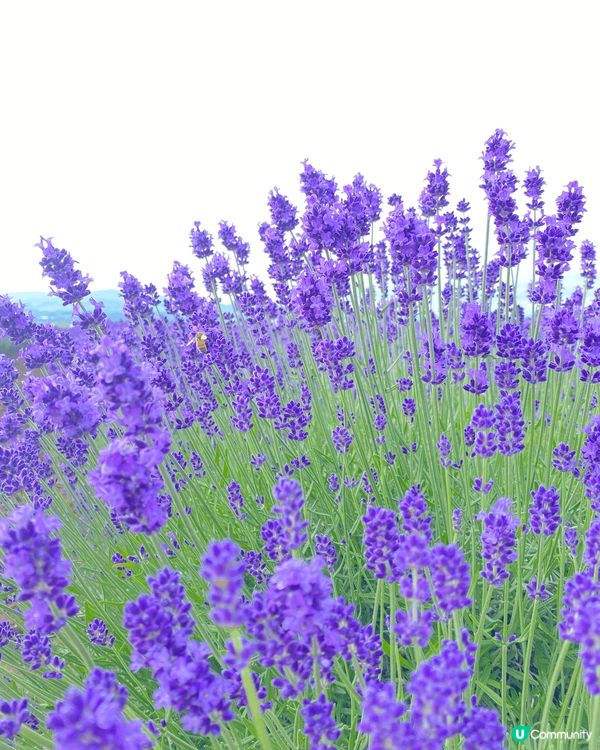 《北海道富良野花海》靚到窒息！😍🌸