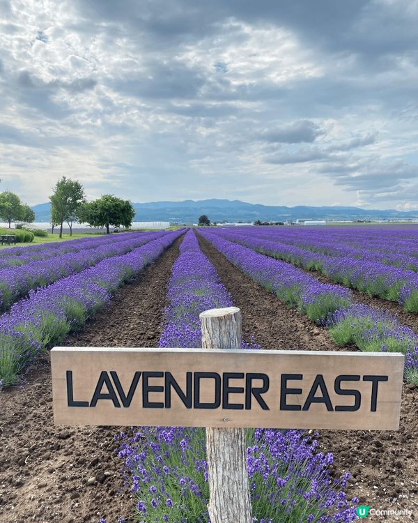 《北海道富良野花海》靚到窒息！😍🌸